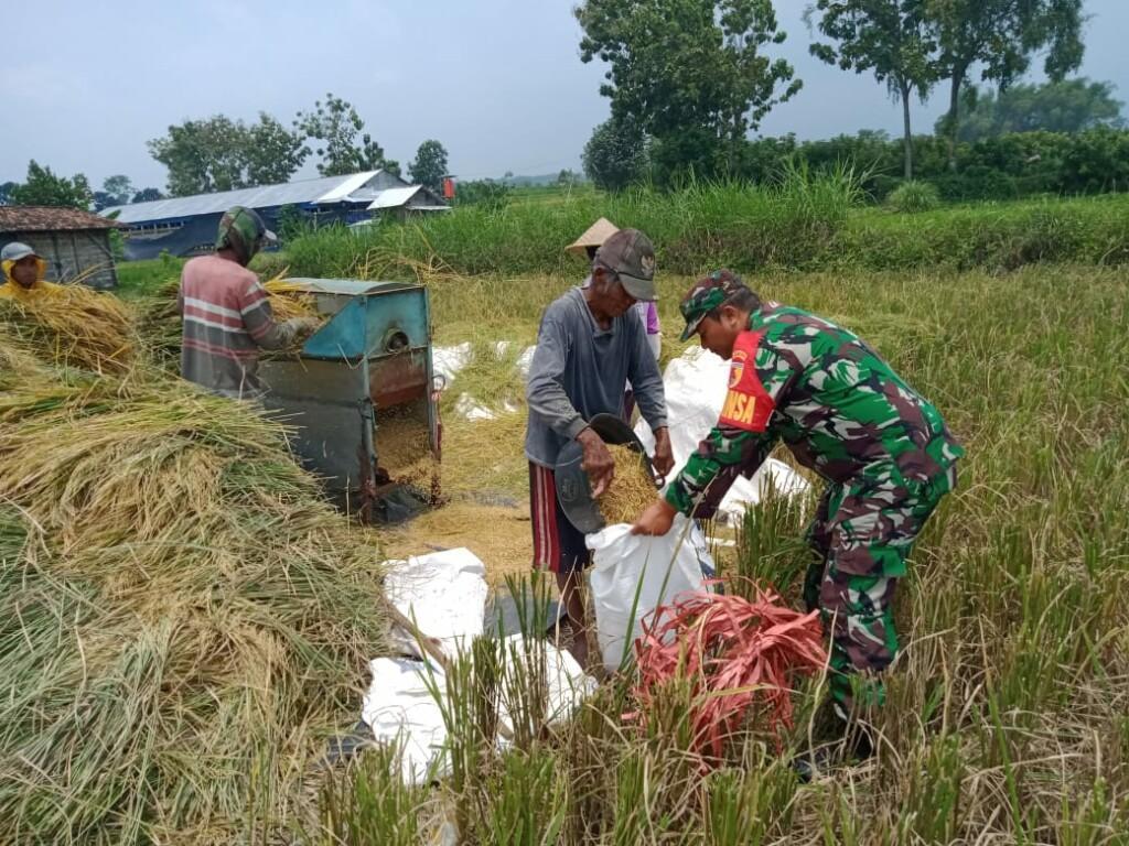 Usaha Tak Khianati Hasil, Babinsa Koramil Gondang Dampingi Warga Panen Padi
