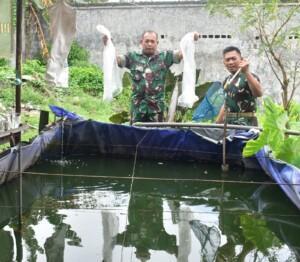 Budidaya Ikan Air Tawar, Pilot Project Kodim 0815/Mojokerto Wujudkan Ketahanan Pangan