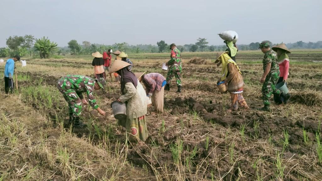 Topang Ketahanan Pangan Koramil Kutorejo Bareng Petani Tanam Jagung Hibrida