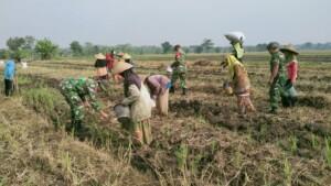 Topang Ketahanan Pangan Koramil Kutorejo Bareng Petani Tanam Jagung Hibrida