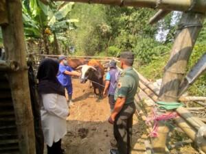 Waspada Wabah LSD Koramil Dlanggu Dampingi PPL BPP Lakukan Pemeriksaan Hewan Ternak Sapi & Kambing