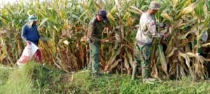 Wujud Kemanunggalan TNI – Rakyat Babinsa Koramil Kutorejo Bantu Petani Panen Jagung