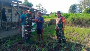 Terserang Hama Ulat Tanah, Babinsa Koramil 0815/18 Gondang Bantu Petani Jagung
