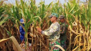 Dukung Ketahanan Pangan, Babinsa Koramil Kutorejo Bantu Petani Panen Jagung