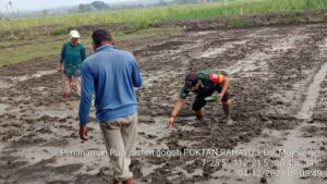 Babinsa Koramil Kemlagi Dampingi Petani Desa Mojowiryo Tanam Padi Sistem Gogo