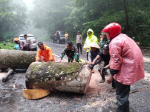 Pohon Tumbang Tutup Akses Jalan, Koramil Pacet Bareng Polsek – BPBD & Relawan Lakukan Evakuasi