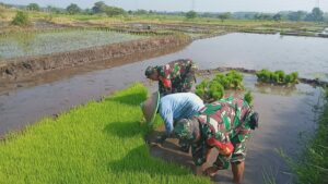 Percepatan PAT, Babinsa Koramil 0815/18 Gondang Dampingi Petani Tanam Padi