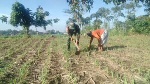 Ketahanan Pangan, Babinsa Bendunganjati Bantu Petani Bersihkan Rumput Liar di Lahan Jagung
