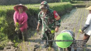 Babinsa Koramil 0815/18 Gondang Bareng PPL Dampingi Dua Poktan Tanam Padi