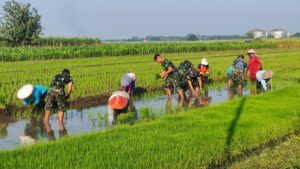 Kemanunggalan TNI-Rakyat, Satgas TMMD Ke-121 Kodim 0815/Mojokerto Bantu Warga Tanam Padi