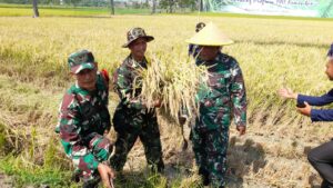 BSIP Jatim Bareng Koramil 0815/09 Panen Raya Di Kebun Percobaan (KP) Mojosari