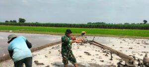 Dukung Ketahanan Pangan, Tiga Pilar Desa Pohkecik Turun Langsung Ke Sawah