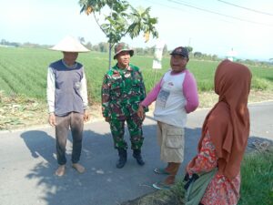 Hanpangan, Babinsa Desa Centong Dampingi Penyemprotan Padi Dengan Teknologi Drone