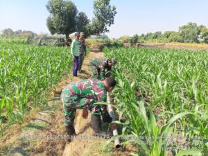 Alirkan Air Lahan Jagung, Babinsa Pagerluyung Koramil Gedeg Aktif Dampingi Petani