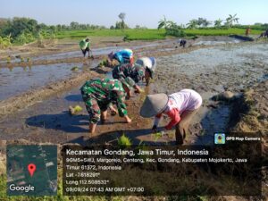 Maksimalkan Ketahanan Pangan, Babinsa Koramil Gondang Bantu Petani Tanam Padi