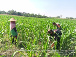 Kawal Program Hanpangan, Babinsa Koramil Gedeg Aktif Dampingi Petani Jagung