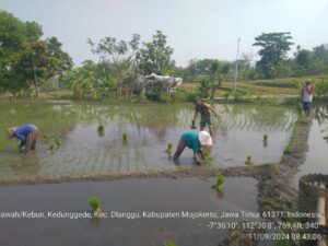 Babinsa Kedunggede Koramil Dlanggu Dampingi Petani Tanam Padi