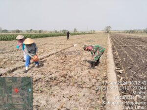 Bantu Para Petani, Babinsa Koramil Puri Aktif Dampingi Poktan Rawat Tanaman Jagung