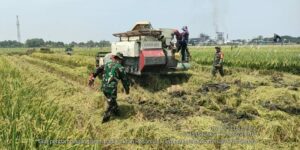 Efektifkan Produksi, Babinsa Koramil Gedeg Bersama Poktan Rosan Panen Raya Gunakan Alat Modern