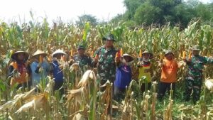 Ketahanan Pangan, Babinsa Pos Mojoanyar Bareng Poktan Panen Jagung