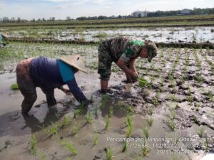 Turun Ke Sawah, Babinsa Koramil 0815/05 Gedeg Dampingi Petani Tanam Padi di Desa Gempolkerep