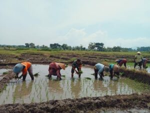 Dampingi Petani Tanam Padi, Babinsa Dlanggu Wujudkan Program Hanpangan