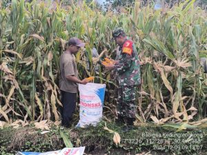 Tingkatkan Produksi Jagung, Babinsa Koramil 0815/14 Dlanggu Bareng Poktan Terus Bekerjasama Wujudkan Hanpangan