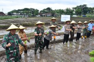 Dukung Program Asta Cita Presiden RI, TNI-Polri Bersama PT Wilmar – Gapoktan & Petani Tanam Padi Serentak