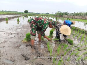 Babinsa Koramil 0815/05 Gedeg Bantu Petani Tanam Padi, Wujud Nyata Kontribusi TNI Jaga Stabilitas Pangan