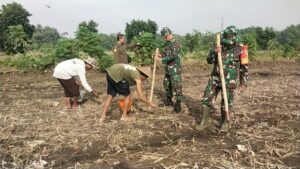Pos Ramil Mojoanyar Bareng Forkopimca Lakukan Percepatan Tanam Jagung