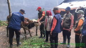 Babinsa Koramil 0815/02 Trowulan Dampingi Vaksinasi PMK di Desa Sentonorejo