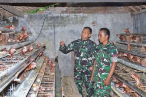 Dandim 0815/Mojokerto Tinjau Usaha Budidaya Ayam Petelur Anggota Koramil 0815/16 Pacet