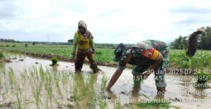 Babinsa Koramil 0815/15 Jatirejo Dampingi Petani Desa Bleberan Tanam Padi