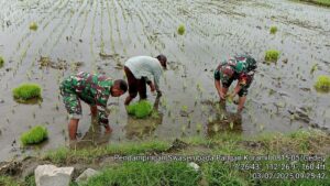 Babinsa Koramil 0815/05 Gedeg Dampingi Petani Tanam Padi Wujudkan Ketahanan Pangan Wilayah