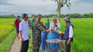 Gerdal Hama Wereng di Desa Sidorejo, Upaya Koramil 0815/07 Jetis Bareng Petani Jaga Produksi Padi