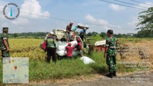 Koramil 0815/08 Dawarblandong Dampingi Bulog Serap Langsung Gabah Petani