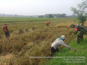 Babinsa Koramil 0815/05 Gedeg Dampingi Panen Padi di Desa Gembongan