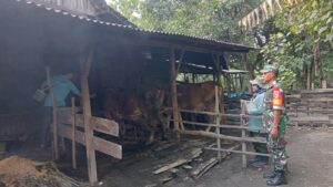 Cegah PMK, Babinsa Koramil 0815/06 Kemlagi Dampingi Vaksinasi dan Pengobatan Ternak