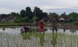 Babinsa Dlanggu Dampingi Petani, Dukung Ketahanan Pangan di Mojokerto