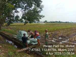 Babinsa Pos Mojoanyar Dampingi Bulog Serap Gabah Poktan Tani Mulyo