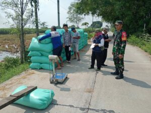 Babinsa Jatipasar Dampingi Bulog Serap Gabah Petani