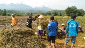 Panen Padi di Desa Baureno, Babinsa : Dukungan Terhadap Petani Akan Terus Kami Lakukan