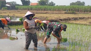 Dukung Ketahanan Pangan, Koramil 0815/10 Bangsal Intensifkan Pendampingan Petani