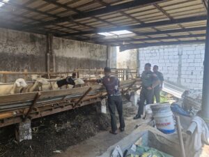 Ketulusan Dibalik Seragam: Dandim 0815/Mojokerto Apresiasi Prajurit Bangun Usaha Peternakan Kambing