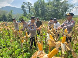 Polres Morowali Utara Sukses Dukung Ketahanan Pangan Melalui Panen Jagung tahap Pertama