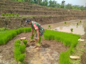 Babinsa Rejosari Koramil Jatirejo Kawal Optimalisasi Penanaman Padi