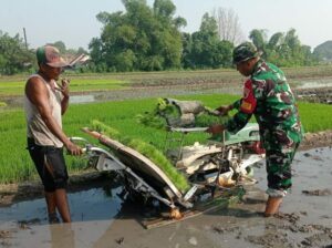 Tingkatkan Produktivitas, Babinsa 0815/09 Mojosari Bantu Tanam Padi di Kebondalem