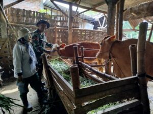 Babinsa Koramil 0815/06 Kemlagi Dampingi Petugas Distan Vaksinasi 185 Ekor Sapi di Desa Japanan