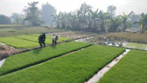 Konsistensi Babinsa Kodim 0815/Mojokerto Wujudkan Program Swasembada Pangan
