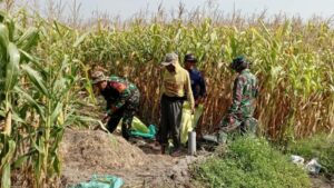 Babinsa Koramil 0815/04 Puri dan Petani Bersatu Wujudkan Ketahanan Pangan di Mojokerto
